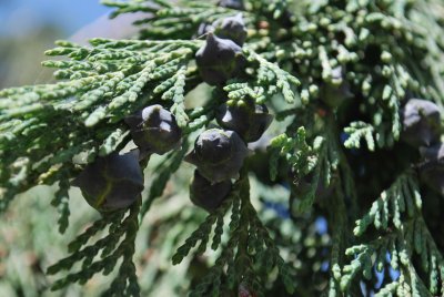 Chamaecyparis nootkatensis 'Pendula' - cypřišek nutkajský 'Pendula' - plody